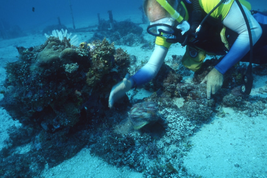 a diver looks at a piece of treasure underwater