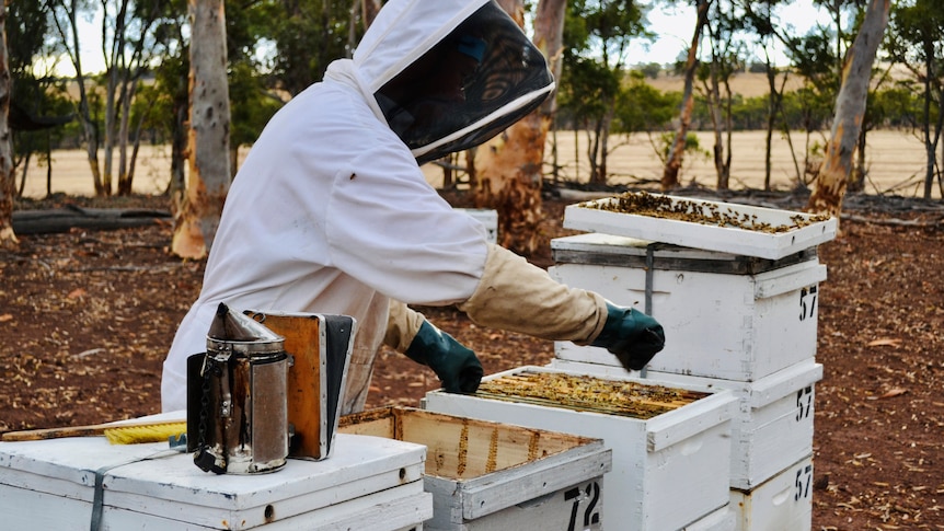 A beekeeper tends to his hives. He is wearing a white bee suit and is leaning over a hive with it open. 