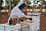 A beekeeper tends to his hives. He is wearing a white bee suit and is leaning over a hive with it open. 