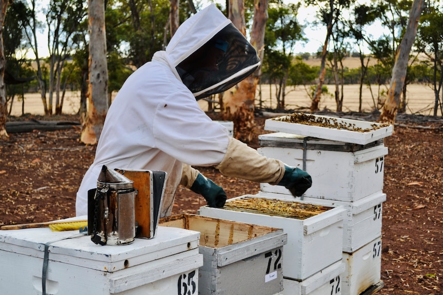 Un apiculteur s'occupe de ses ruches.  Il porte un costume d'abeille blanc et se penche sur une ruche ouverte. 