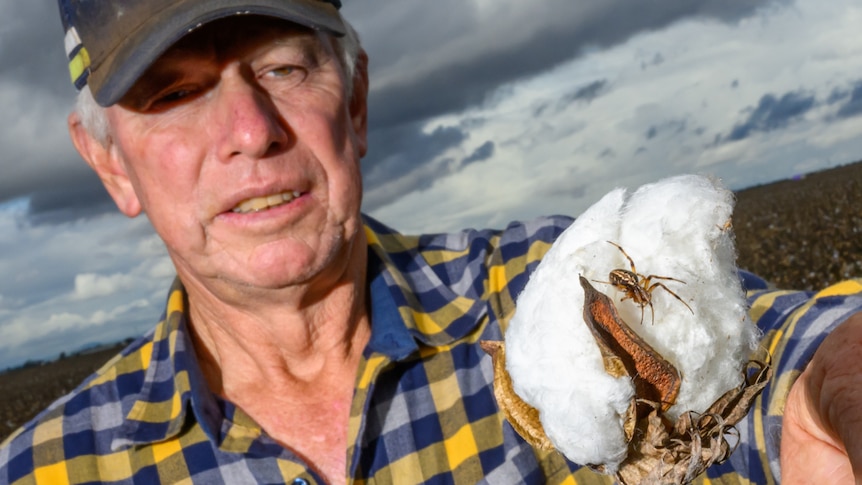 An older man in a cap stands in a paddock and holds out a boll of cotton, which has a spider crawling on it.