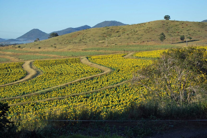 Fields of sunflowers at Coalstoun Lakes, in the North Burnett.