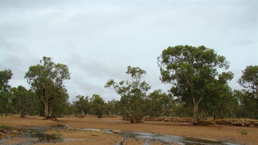 River Red Gum trees soak up the water in the Todd