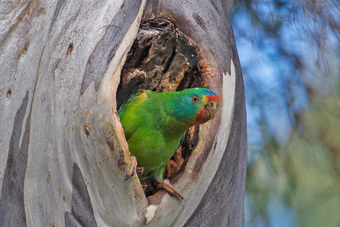 Female swift parrot in a tree hollow.