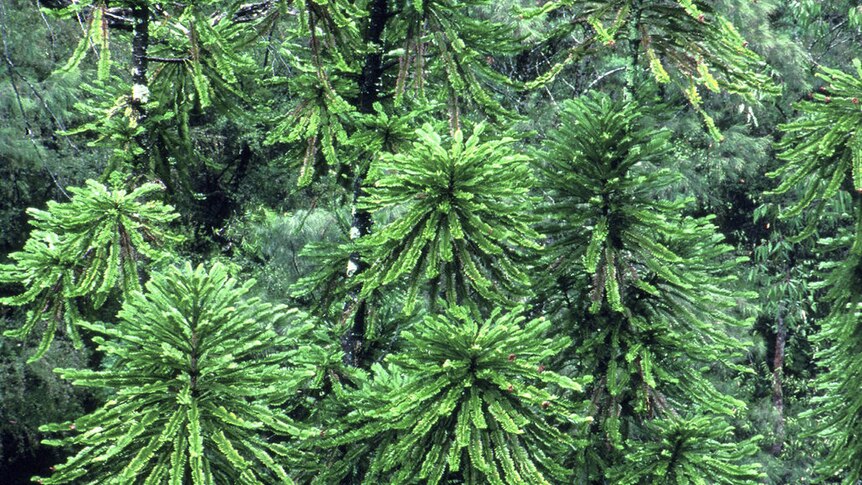Wollemi pines in the wild