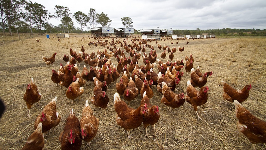 Flock of chickens roam a paddock on a farm in Calliope in central Qld