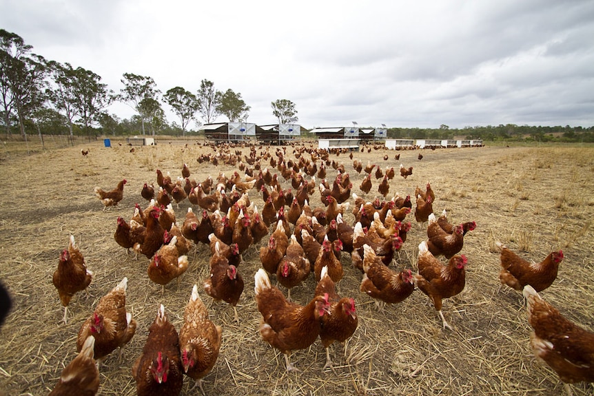 Gregge di polli vagano per un paddock in una fattoria a Calliope, nel centro di Qld