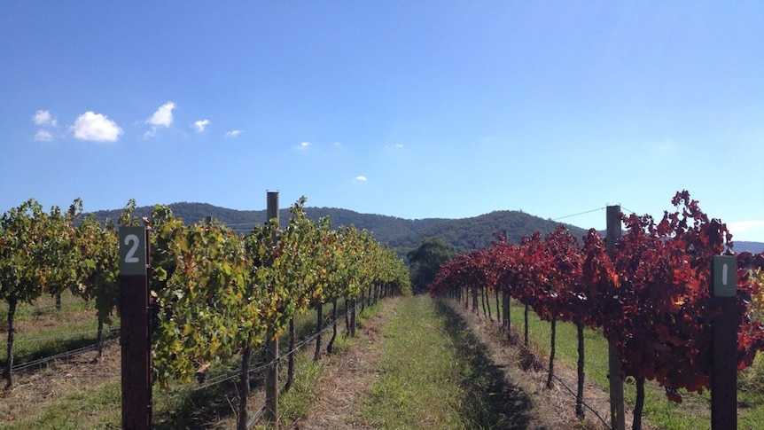 A vineyard in Victoria's King Valley