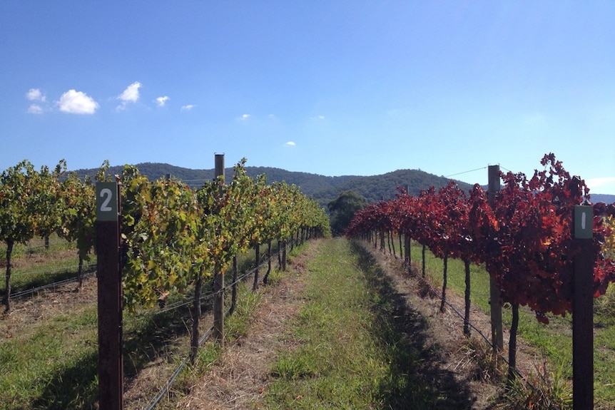 A vineyard in Victoria's King Valley
