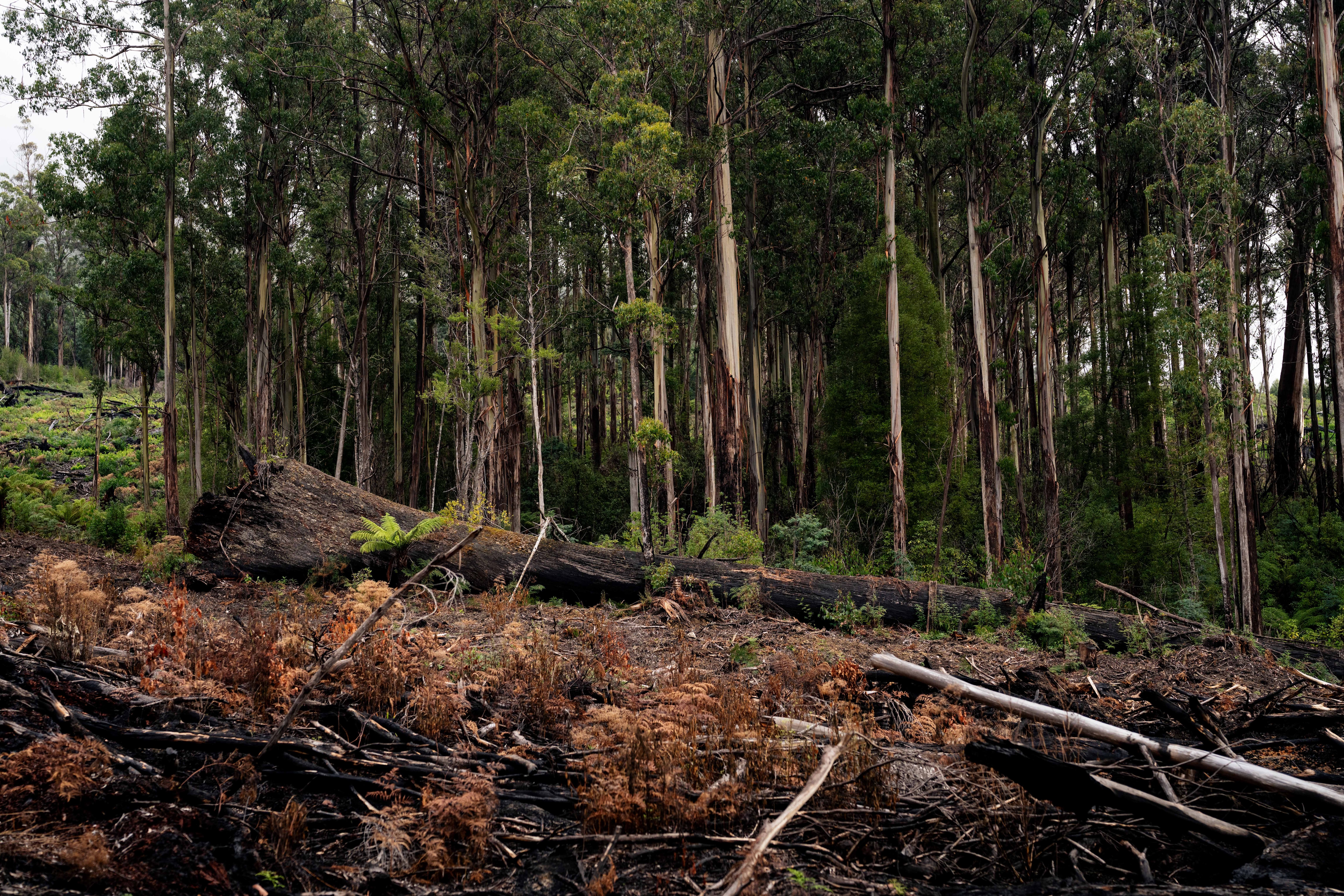 Tree stumps, logs and branches that have been cut down and burned
