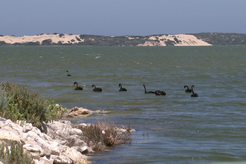 Several black swans swim in water among sand dunes