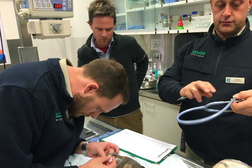 Staff at Healesville Sanctuary examine the male possum before he meets his mate.