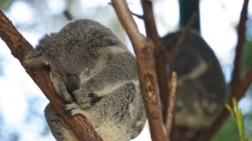 A grey koala is curled in a branch, asleep, peaceful, napping.