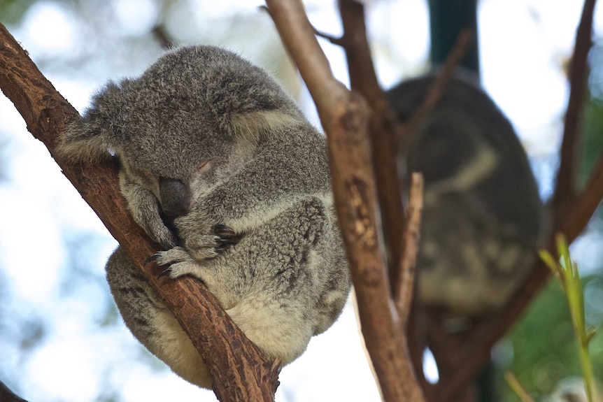 A grey koala is curled in a branch, asleep, peaceful, napping.