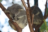 A grey koala is curled in a branch, asleep, peaceful, napping.