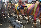 Indian villagers lie face-down in the paths of decorated cattle in a ritual