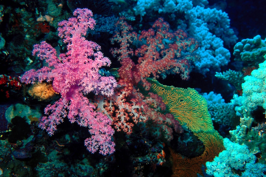 Colourful soft coral off Christmas Island.