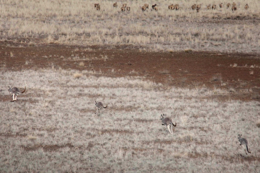 Kangaroos at Widgeegoara