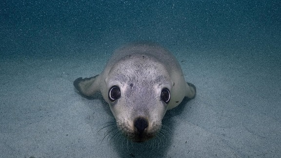 A sea lion underwater at Hopkins Island in South Australia.
