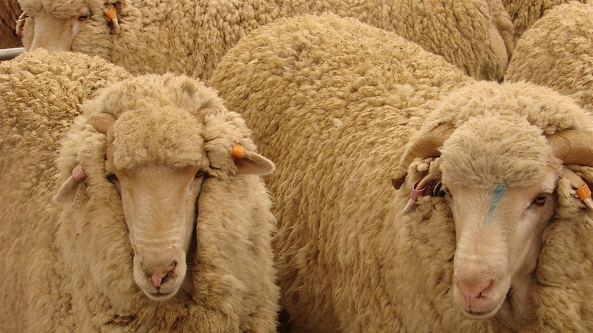 merino sheep up close