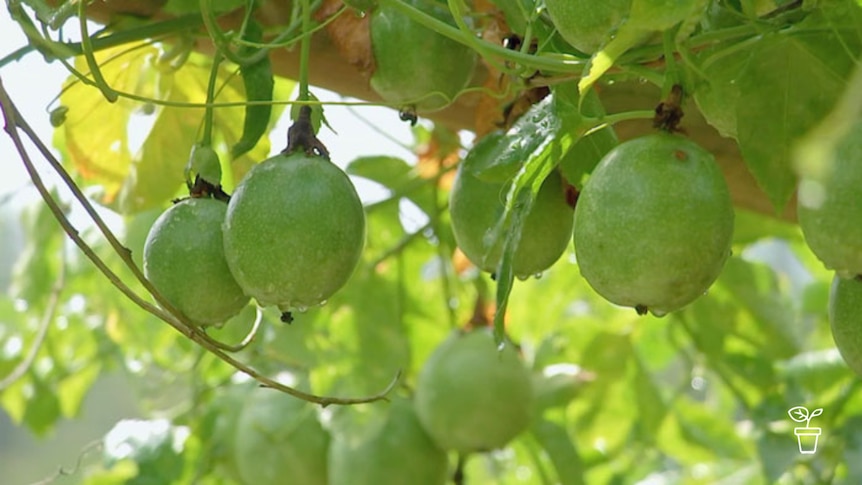 Passionfruit growing on vine