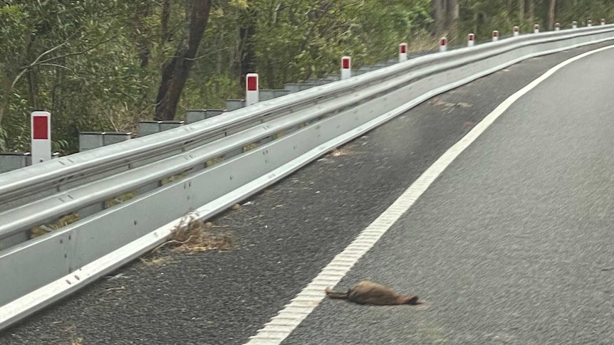 A native animal lies dead on a road with the image showing no gap in guardrails for them to escape.