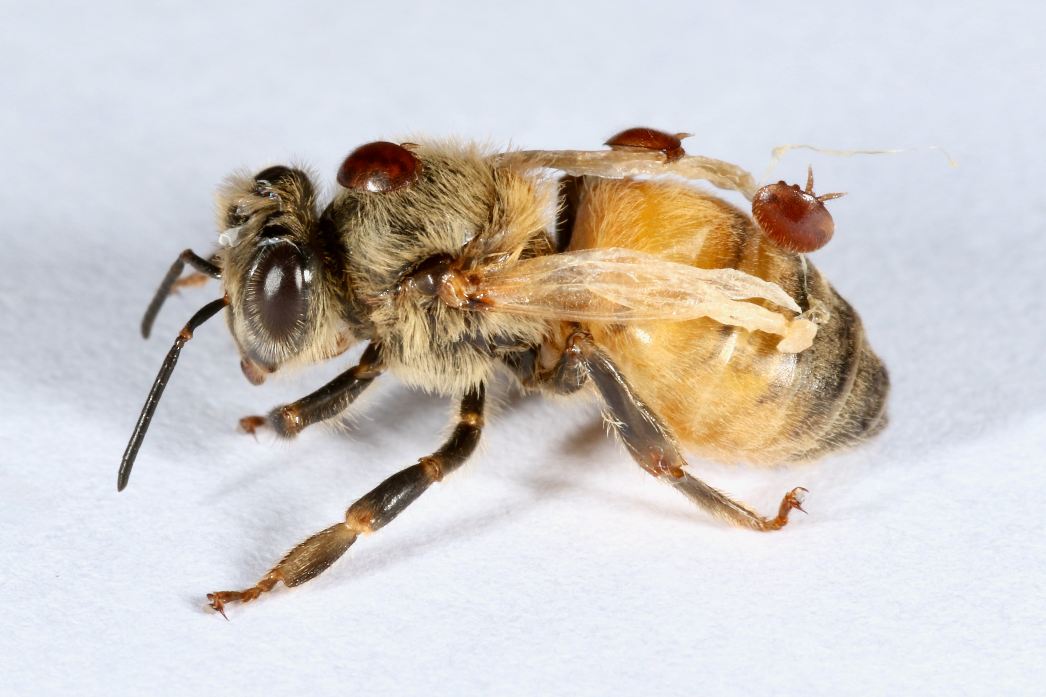 A close-up of a bee on a white background.