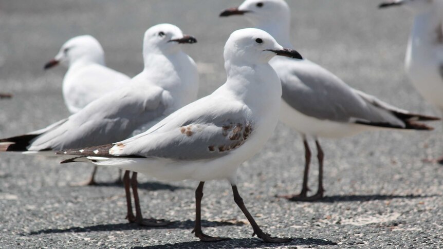 A small flock of seagulls standing on a bitumen road.