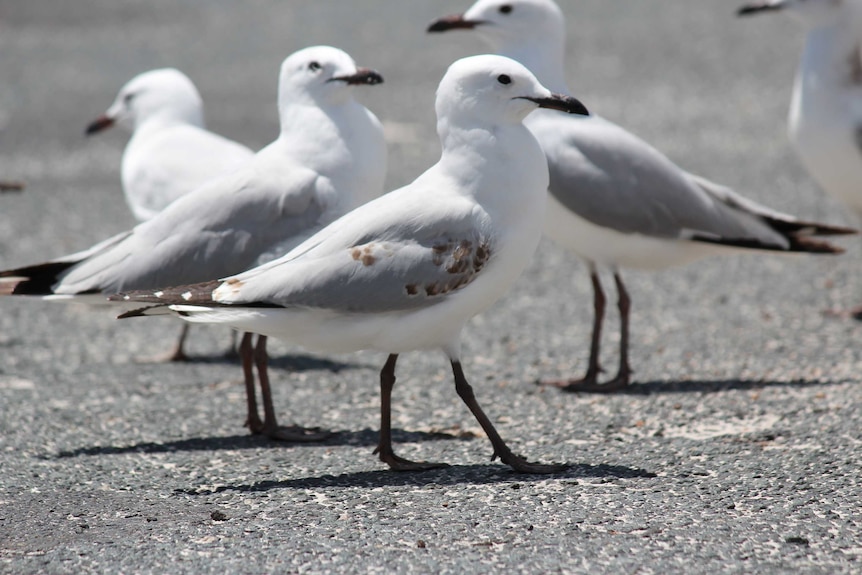 A small flock of seagulls standing on a bitumen road.