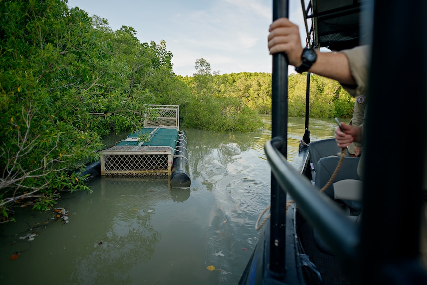 A boat approaching a crocodile trap at the edge of a river, near Darwin.