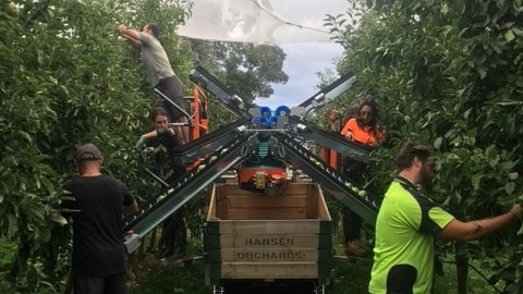Apple picking machine in the Huon Valley