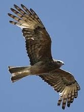 A large bird of prey soars in the sky