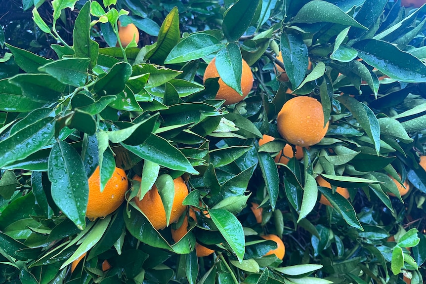 Oranges growing on a tree