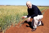 John Lawton kneels in the red dirt next to barley crops in Narembeen