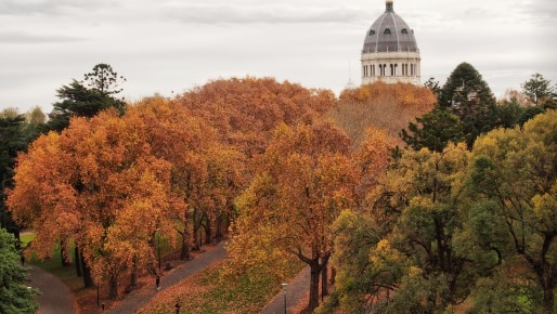 An aerial view shows a lush autumnal treescape, with the Royal Exhibition Buildings' Victorian tower rising above it.