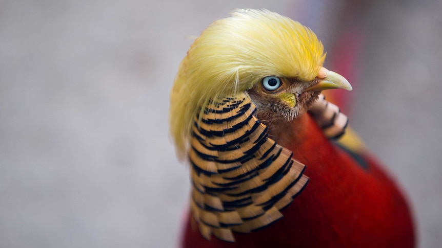 A golden pheasant is seen at Hangzhou Safari Park.