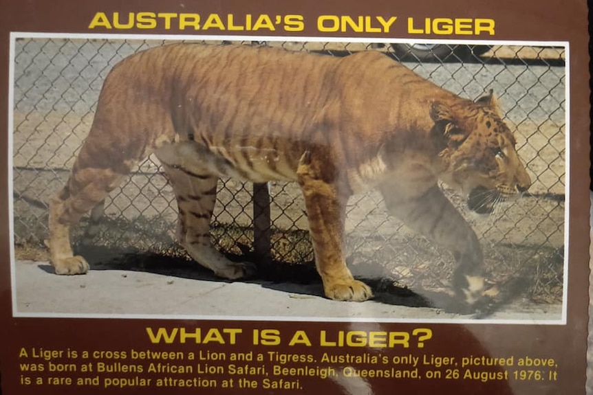 A photograph of a postcard showing a liger pacing beside a chain-link fence.