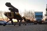 A pack of robots gears up to haul a truck as the sun sets behind a carpark