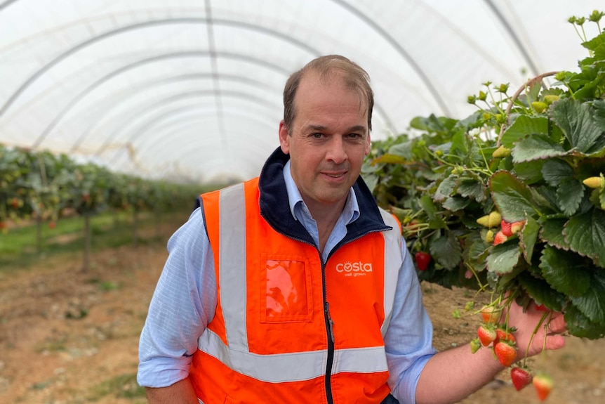 man in berry tunnel next to strawberry plants