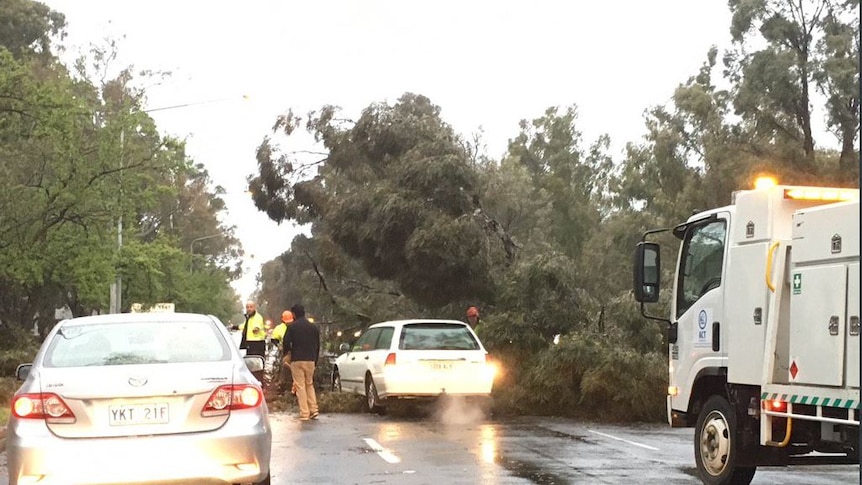 Tree down