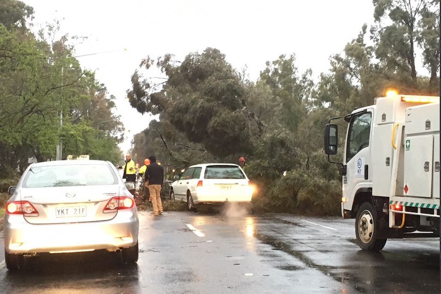 Tree down