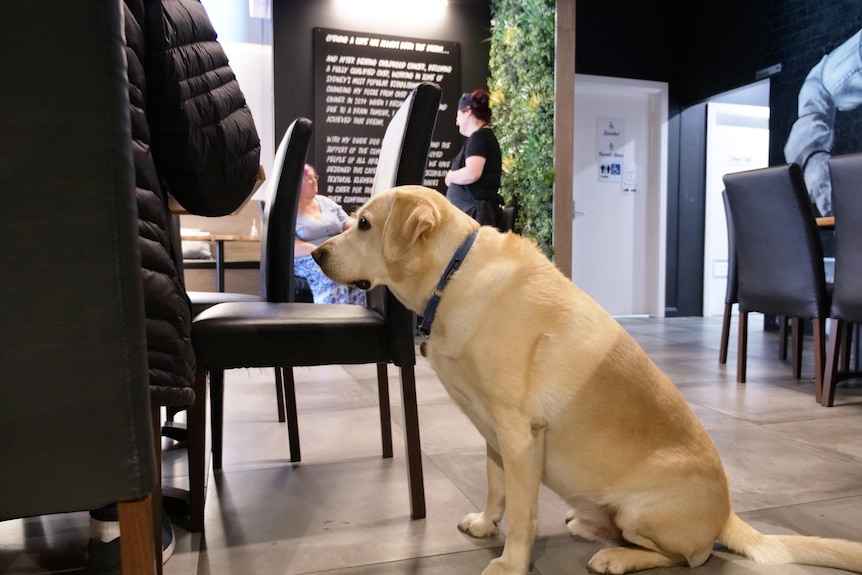 A golden labrador dog sits on the floor facing diners seated at a table inside a cafe