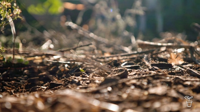Compost and leaf litter spread thickly on the ground.