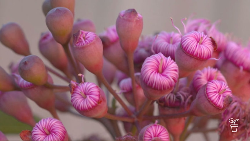 Pink flower buds about to open