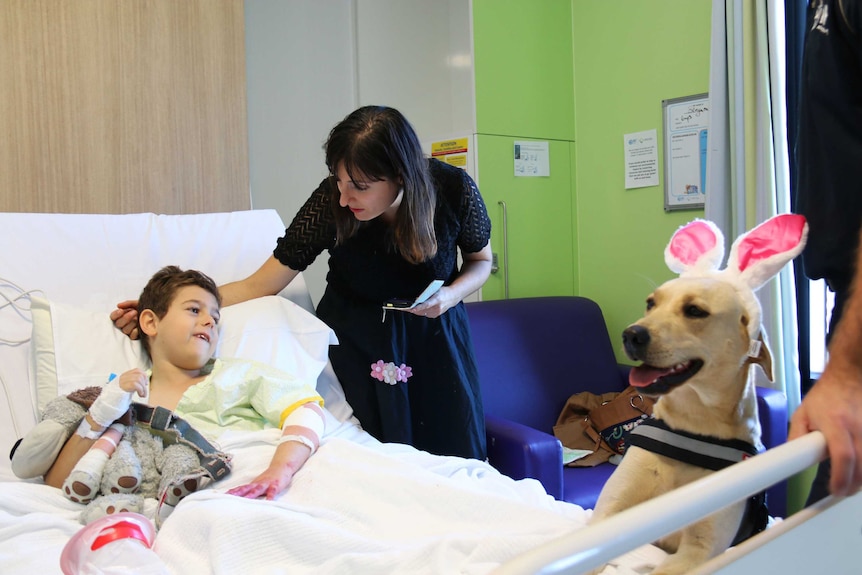 Foxy the AFP dog at the Canberra Hospital.