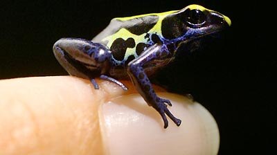 Frogs&rsquo; croaking days could be numbered. (File photo)