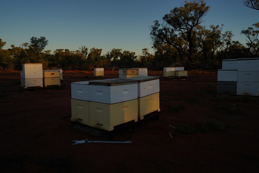Bee hives at sunset