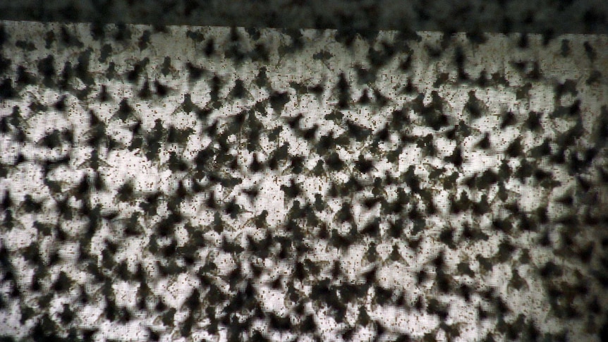 Swarm of Fruit flies