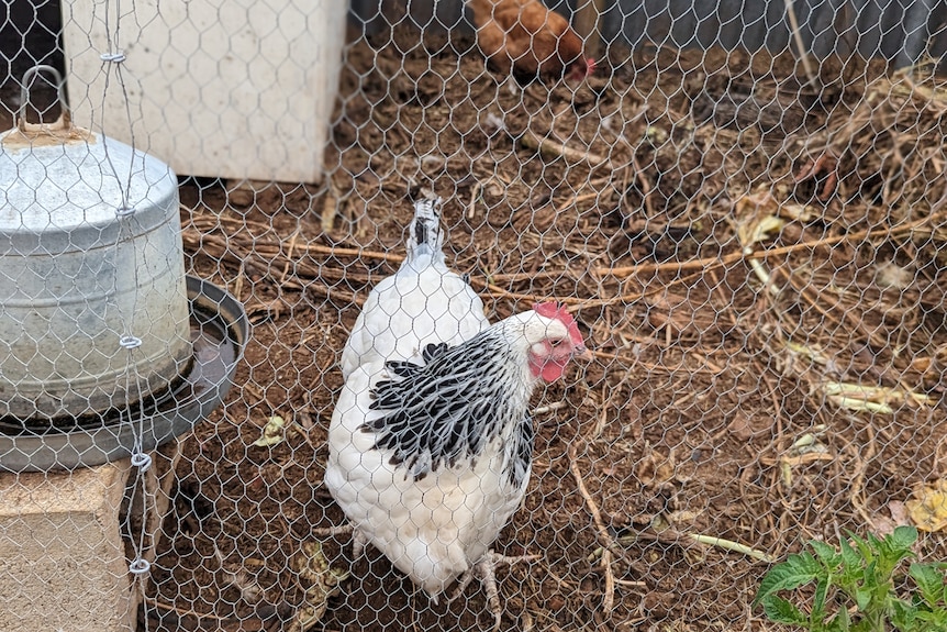 A white and black speckled hen with a red comb and wattle in a coop at Ms Tsai's house.