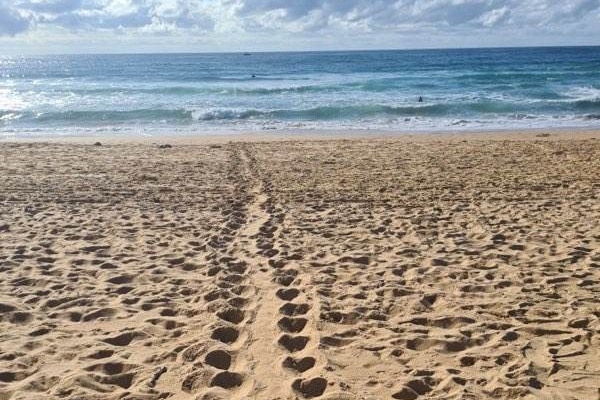Turtle tracks in the sand towards the ocean